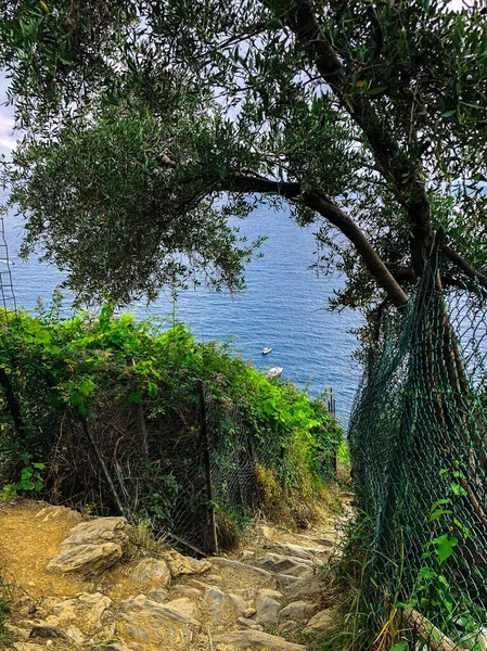 从意大利凡尔纳扎到蒙特罗索河畔的仙人掌路上可以看到地中海绿松石海美丽的全景 — 图库照片