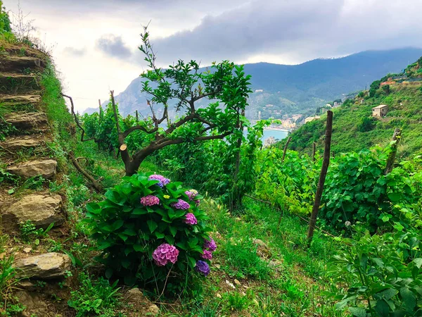 Vernazza Dan Talya Daki Monterosso Mare Kadar Uzanan Cinque Terre — Stok fotoğraf