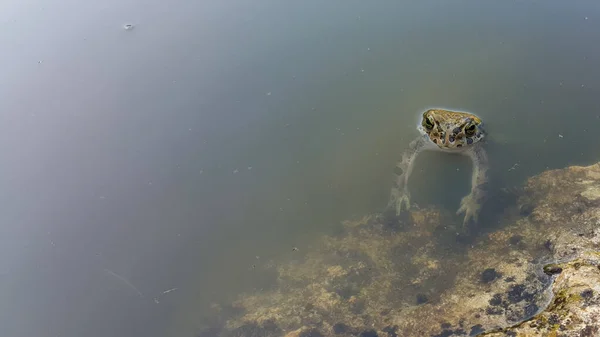 Frog in the pond.