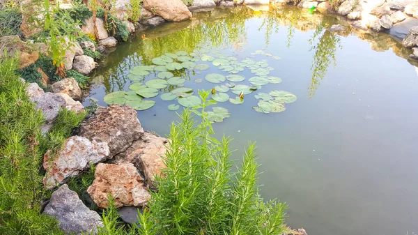 Lilies in the pond on a Sunny day.