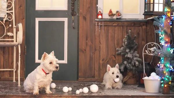 West highland white terrier in Christmas interior room