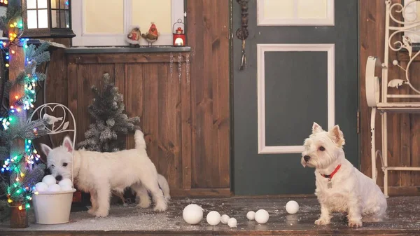 Two adorable dogs in Christmas interior