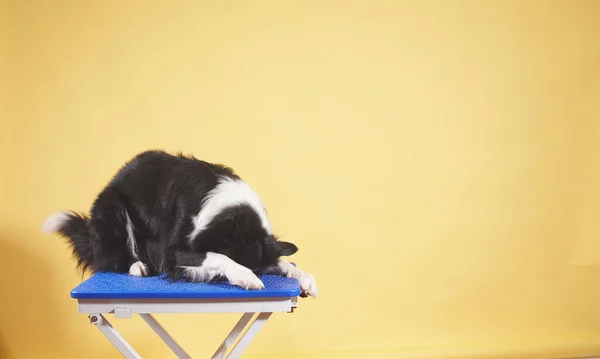 Charming border collie dog sitting on a chair with its muzzle hidden by its paw, photo on an isolated background