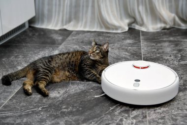Taş zeminde yatan kedi, çalışan robot elektrikli süpürge, gri fayans, porselen fayans, taş, beyaz robot elektrikli süpürge