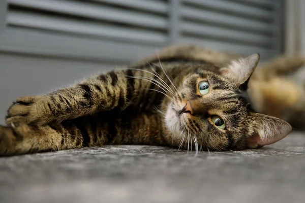 Γάτα Ξαπλωμένη Στο Πάτωμα Πόζα Γάτας Όμορφη Γάτα Ριγέ Γλυκουλα — Φωτογραφία Αρχείου