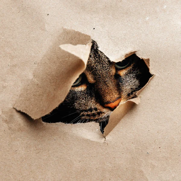 The cat looks playfully through the torn paper.