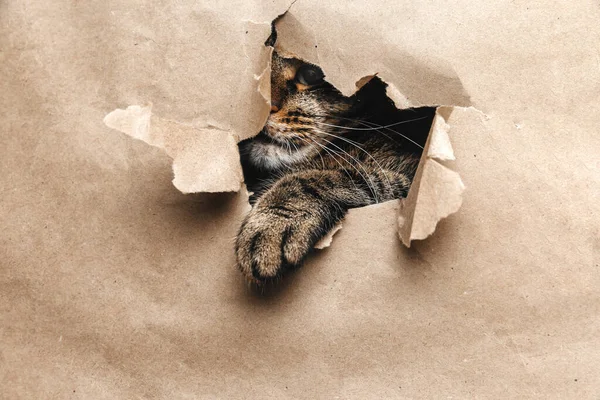 Gato Mira Juguetonamente Través Del Papel Roto — Foto de Stock