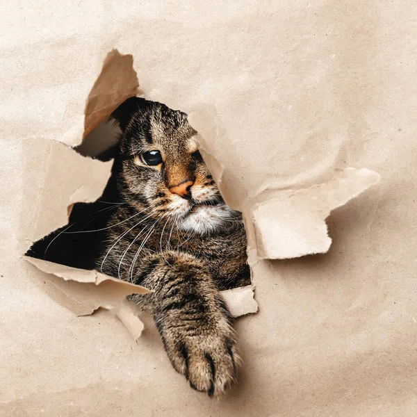 The cat looks playfully through the torn paper.