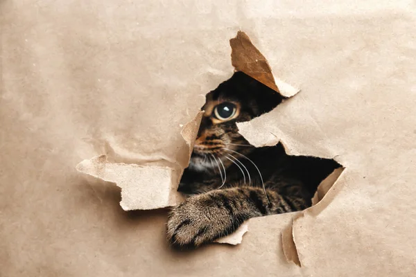 Gato Mira Juguetonamente Través Del Papel Roto — Foto de Stock
