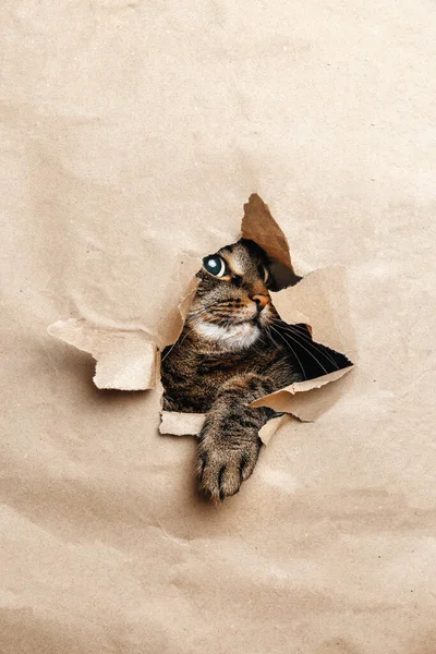 Cat Looks Playfully Torn Paper — Stock Photo, Image