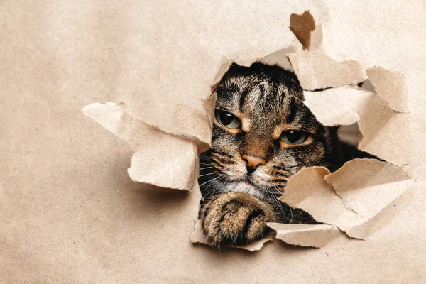 Kedi yırtık kağıda şakacı bir şekilde bakıyor..
