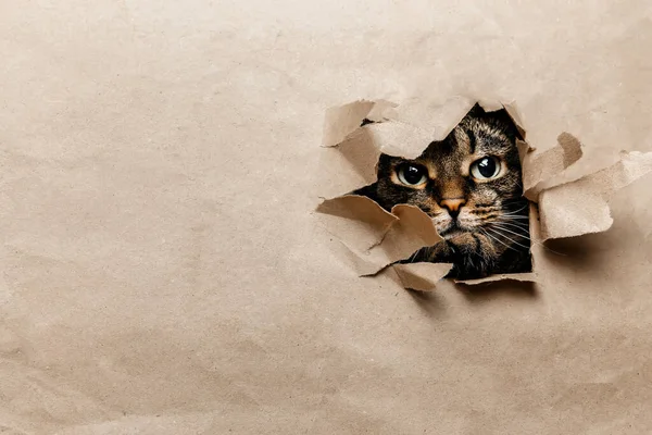 Gato Mira Juguetonamente Través Del Papel Roto — Foto de Stock