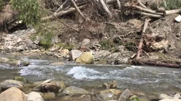 Fiume di montagna nella giornata di sole — Video Stock