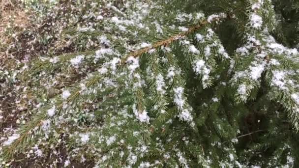 Première chute de neige sur le nouvel arbre de l'année 