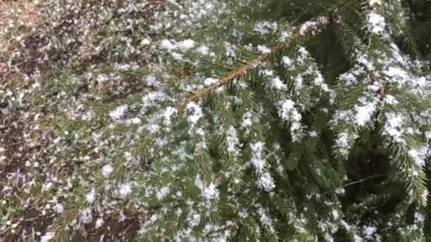 İlk kar olur yeni yıl ağacı — Stok video