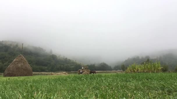 Los granjeros ponen el heno en la carreta — Vídeo de stock