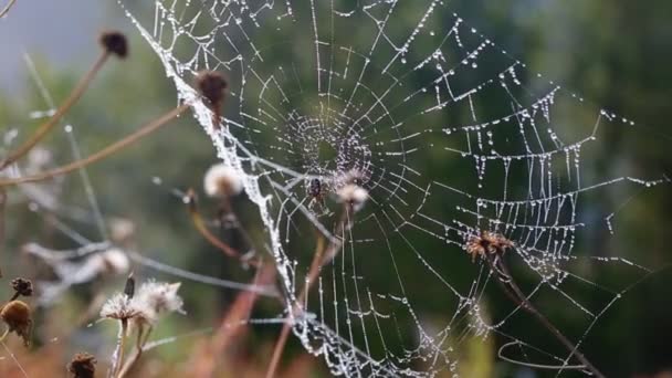Spider on the wet web — Stock Video