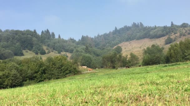 Vaches pâturant sur la prairie de montagne — Video