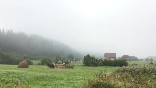 Bauern bringen das Heu auf den Wagen — Stockvideo