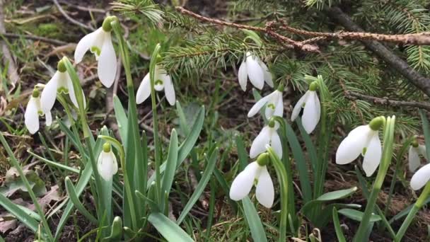 Gotas de nieve balanceándose en el viento — Vídeos de Stock