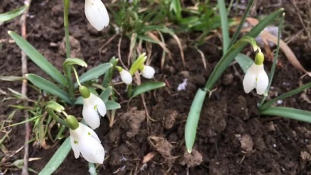 Gotas de neve balançando no vento — Vídeo de Stock