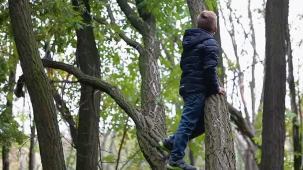 Мальчик залез на старое дерево — стоковое видео