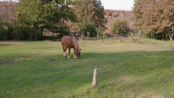 un cheval broutant sur le terrain.