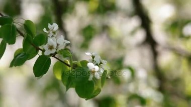 Odak arka plan dışarı ile çiçek şube