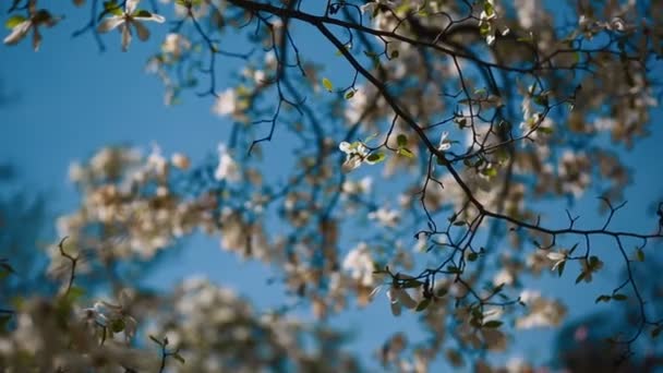 Blommor av vit magnolia — Stockvideo