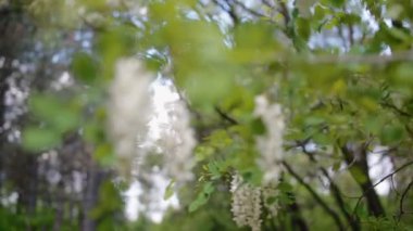 Bahar akasya çiçekleri