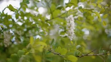 Bahar akasya çiçekleri