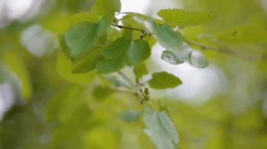 taze bahar bitki örtüsü