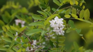 Akasya çiçeği. Bahar arka plan.