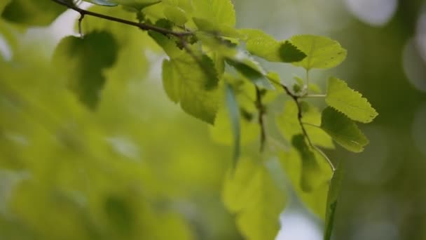 Свежая весенняя листва — стоковое видео