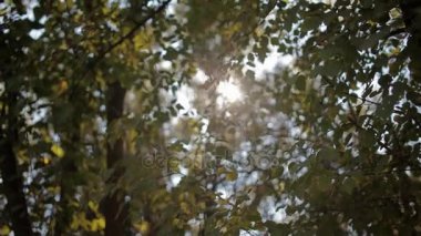 Güneş ışığı grenn yeşillik