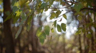 Güneş ışığı grenn yeşillik