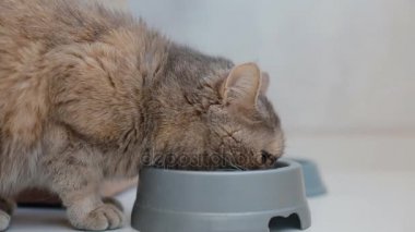 Aile içi gri kedi içme suyu