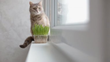 Pencere pervazına üzerinde oturan Gri kedi