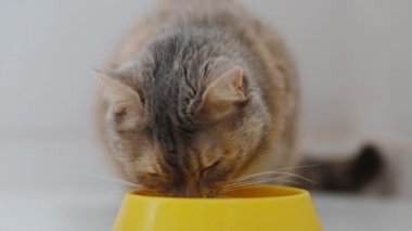 Aile içi gri kedi yemek yeme
