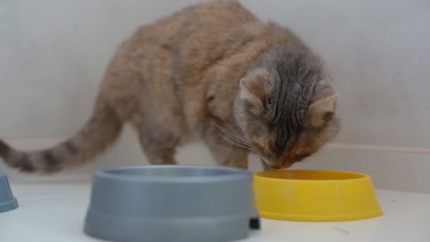 Accueil chat gris manger de la nourriture — Video