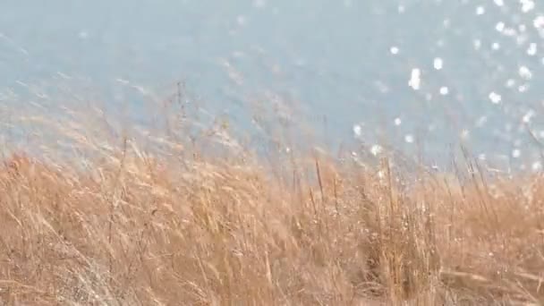 Dry field grass in front of the water reflection — Stock Video