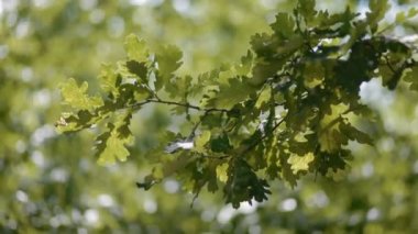 Güzel zemin meşe dalı ile