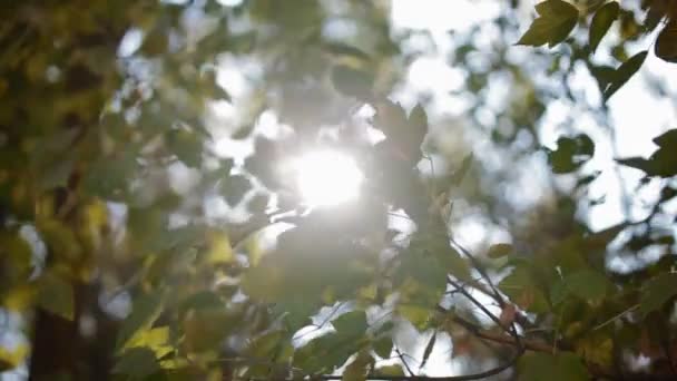 Sun light through the grenn foliage — Stock Video
