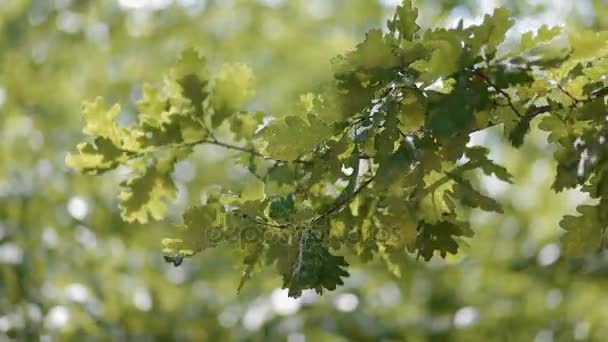 Beautiful backdrop with oak branch — Stock Video