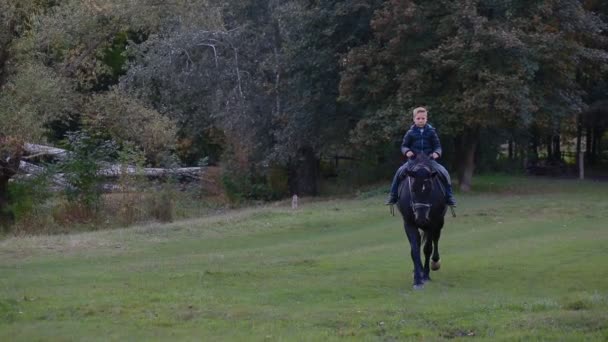 Liten pojke som rider en stor häst — Stockvideo