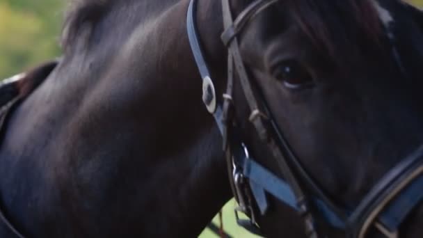 Kid touch de snuit van het paard — Stockvideo