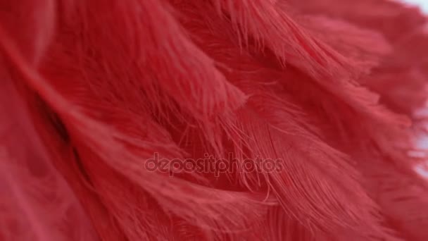View of red istrich feather — Stock Video