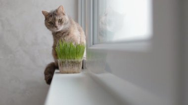 Pencere pervazına üzerinde oturan Gri kedi