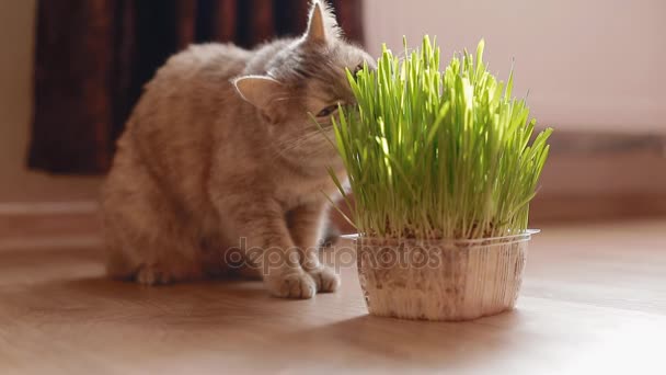 Gato gris comiendo hierba — Vídeos de Stock