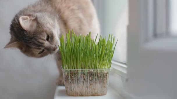 Graue Katze frisst Gras — Stockvideo